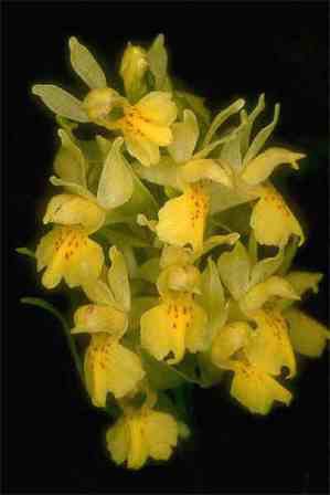orchideeIII