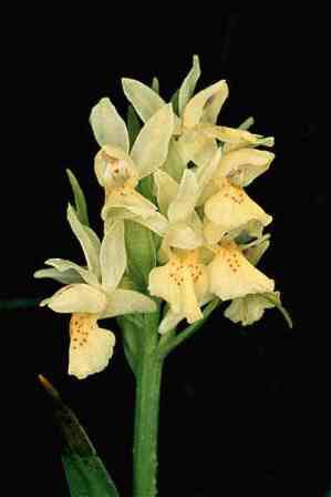 orchideeIII